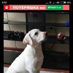 Подробнее об объявлении «Омск Пропала собака помогите найти собаку» Фото: пропала собака Лабрадор ретривер «Омск Пропала собака помогите найти собаку» в г. Омск
