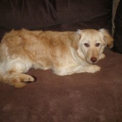 Подробнее об объявлении «Пропала собака красносельский р-он Санкт-Петербург» Фото: пропала собака  «Пропала собака красносельский р-он Санкт-Петербург» в г. Санкт-Петербург