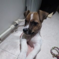 Подробнее об объявлении «Пропала собака джек рассел терьер Электросталь» Фото: пропала собака Джек рассел терьер «Пропала собака джек рассел терьер Электросталь» в г. Электросталь