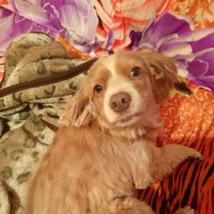 Подробнее об объявлении «Пропала собака Ульяновск» Фото: пропала собака  «Пропала собака Ульяновск» в г. Ульяновск