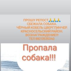 Подробнее об объявлении «Пропала собака кобель Санкт-Петербург» Фото: пропала собака Карликовый пинчер «Пропала собака кобель Санкт-Петербург» в г. Санкт-Петербург