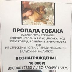 Подробнее об объявлении «Ростов-на-Дону Пропала собака помогите найти собаку.рыжая.» Фото: пропала собака  «Ростов-на-Дону Пропала собака помогите найти...» в г. Ростов-на-Дону
