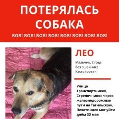Подробнее об объявлении «Пропала собака кобель Екатеринбург» Фото: пропала собака  «Пропала собака кобель Екатеринбург» в г. Екатеринбург