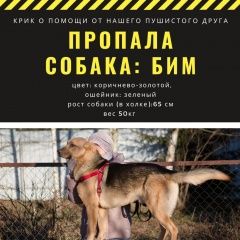 Подробнее об объявлении «Пропала собака Чехов» Фото: пропала собака  «Пропала собака Чехов» в г. Чехов