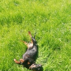 Подробнее об объявлении «Орел Пропала собака» Фото: пропала собака  «Орел Пропала собака» в г. Орел