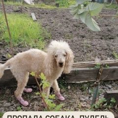 Подробнее об объявлении «Пропала собака кобель Хабаровск» Фото: пропала собака Пудель «Пропала собака кобель Хабаровск» в г. Хабаровск