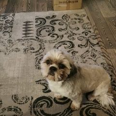 Подробнее об объявлении «Подольск Пропала собака кобель» Фото: пропала собака Ши-тцу «Подольск Пропала собака кобель» в г. Подольск