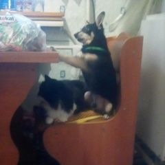 Подробнее об объявлении «Пропала собака кобель. Симферополь» Фото: пропала собака  «Пропала собака кобель. Симферополь» в г. Симферополь