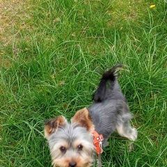 Подробнее об объявлении «Пропала собака кобель Симферополь» Фото: пропала собака Йоркширский терьер «Пропала собака кобель Симферополь» в г. Симферополь