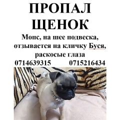 Подробнее об объявлении «Донецк Донецкая обл. Пропала собака щенок мопсик» Фото: пропала собака Мопс «Донецк Донецкая обл. Пропала собака щенок мопсик» в г. Донецк Донецкая обл.