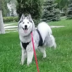 Подробнее об объявлении «Пропала собака Чебоксары» Фото: пропала собака  «Пропала собака Чебоксары» в г. Чебоксары