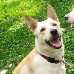 Подробнее об объявлении «Пропала собака Можайск» Фото: пропала собака  «Пропала собака Можайск» в г. Можайск