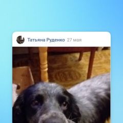 Подробнее об объявлении «Пропала собака кобель уехал 27 мая на электричке в сторону мос Москва» Фото: пропала собака Русский охотничий спаниель «Пропала собака кобель уехал 27 мая на...» в г. Москва