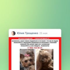 Подробнее об объявлении «Пропала собака Солнечногорск» Фото: пропала собака Йоркширский терьер «Пропала собака Солнечногорск» в г. Солнечногорск
