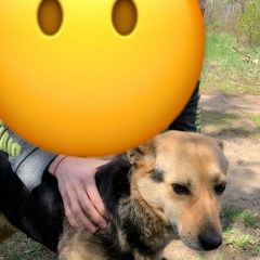 Подробнее об объявлении «Пропала собака кобель продолжаем поиски Воронеж» Фото: пропала собака  «Пропала собака кобель продолжаем поиски Воронеж» в г. Воронеж