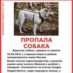Подробнее об объявлении «Пропала собака очень ищем друга Москва» Фото: пропала собака  «Пропала собака очень ищем друга Москва» в г. Москва