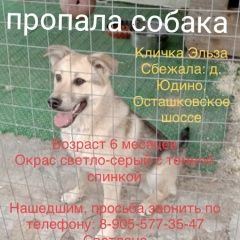 Подробнее об объявлении «Мытищи Пропала собака помогите найти эльзу» Фото: пропала собака  «Мытищи Пропала собака помогите найти эльзу» в г. Мытищи