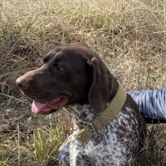 Подробнее об объявлении «Геленджик Пропала собака кобель» Фото: пропала собака  «Геленджик Пропала собака кобель» в г. Геленджик