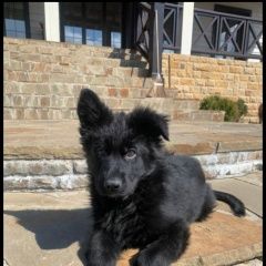 Подробнее об объявлении «Пропала собака Санкт-Петербург» Фото: пропала собака Австралийская овчарка «Пропала собака Санкт-Петербург» в г. Санкт-Петербург