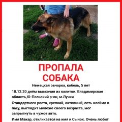 Подробнее об объявлении «Пропала собака кобель немецкая овчарка Юрьев-Польский» Фото: пропала собака Немецкая овчарка «Пропала собака кобель немецкая овчарка...» в г. Юрьев-Польский