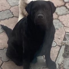 Подробнее об объявлении «Тюмень Пропала собака кобель лабродор кобель» Фото: пропала собака Лабрадор ретривер «Тюмень Пропала собака кобель лабродор кобель» в г. Тюмень