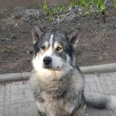 Подробнее об объявлении «Пропала собака кобель аляскинский маламут Нижний Новгород» Фото: пропала собака Аляскинский маламут «Пропала собака кобель аляскинский маламут...» в г. Нижний Новгород