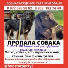 Подробнее об объявлении «Пропала собака кобель раменский район, дубовая роща Раменское» Фото: пропала собака  «Пропала собака кобель раменский район, дубовая...» в г. Раменское