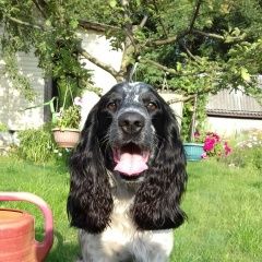 Подробнее об объявлении «Пропала собака кобель кличка бой, русский кокер спаниель Королев» Фото: пропала собака Русский охотничий спаниель «Пропала собака кобель кличка бой, русский кокер...» в г. Королев