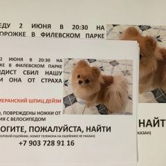 Подробнее об объявлении «Пропала собака рыжий померанский шпиц Москва» Фото: пропала собака  «Пропала собака рыжий померанский шпиц Москва» в г. Москва