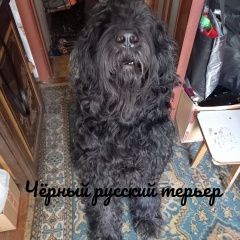 Подробнее об объявлении «Красноярск Пропала собака кобель за вознаграждение» Фото: пропала собака Русский чёрный терьер «Красноярск Пропала собака кобель за вознаграждение» в г. Красноярск