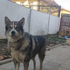 Подробнее об объявлении «Пропала собака кобель маламут Нижний Новгород» Фото: пропала собака Аляскинский маламут «Пропала собака кобель маламут Нижний Новгород» в г. Нижний Новгород