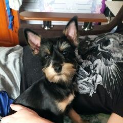 Подробнее об объявлении «Приозерск Пропала собака кобель наш любимец» Фото: пропала собака  «Приозерск Пропала собака кобель наш любимец» в г. Приозерск