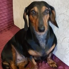 Подробнее об объявлении «Чита Пропала собака потерялась такса.» Фото: пропала собака Такса «Чита Пропала собака потерялась такса.» в г. Чита