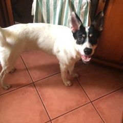 Подробнее об объявлении «Пропала собака снт союз новый снопок Орехово-Зуево» Фото: пропала собака  «Пропала собака снт союз новый снопок Орехово-Зуево» в г. Орехово-Зуево