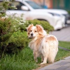 Подробнее об объявлении «Пропала собака кобель Москва» Фото: пропала собака  «Пропала собака кобель Москва» в г. Москва