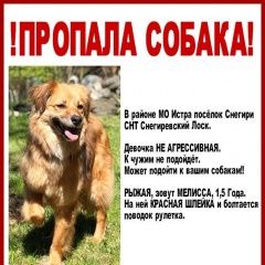 Подробнее об объявлении «Пропала собака Истра» Фото: пропала собака  «Пропала собака Истра» в г. Истра