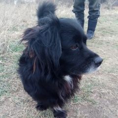 Подробнее об объявлении «Анапа Пропала собака кобель кличка малыш» Фото: пропала собака  «Анапа Пропала собака кобель кличка малыш» в г. Анапа