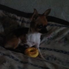 Подробнее об объявлении «Пропала собака чихуахуа Ижморский» Фото: пропала собака Чихуахуа «Пропала собака чихуахуа Ижморский» в г. Ижморский