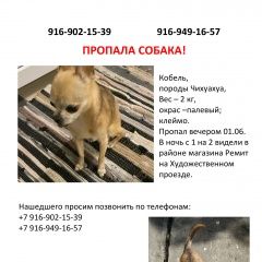 Подробнее об объявлении «Подольск Пропала собака кобель» Фото: пропала собака Чихуахуа «Подольск Пропала собака кобель» в г. Подольск