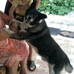 Подробнее об объявлении «Пропала собака кобель пёс в симферополе старый город Симферополь» Фото: пропала собака  «Пропала собака кобель пёс в симферополе старый...» в г. Симферополь