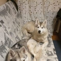 Подробнее об объявлении «Сортавала Пропала собака и две собаки» Фото: пропала собака Сибирская хаски «Сортавала Пропала собака и две собаки» в г. Сортавала