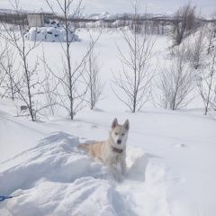 Картинка пропала собака В городе Якутск запропастилась сабачка. Якутск