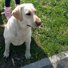 Подробнее об объявлении «Тюмень Пропала собака 08 июня 2021 потерялась собака лабрадор» Фото: пропала собака Лабрадор ретривер «Тюмень Пропала собака 08 июня 2021 потерялась...» в г. Тюмень