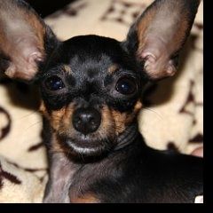 Подробнее об объявлении «Пропала собака Самара» Фото: пропала собака Той-терьер «Пропала собака Самара» в г. Самара