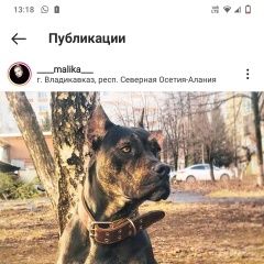 Подробнее об объявлении «Пропала собака Владикавказ» Фото: пропала собака  «Пропала собака Владикавказ» в г. Владикавказ