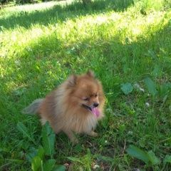 Подробнее об объявлении «Пропала собака кобель рыжий померанский шпиц 5 лет зову Смоленск» Фото: пропала собака Померанский шпиц «Пропала собака кобель рыжий померанский шпиц 5...» в г. Смоленск