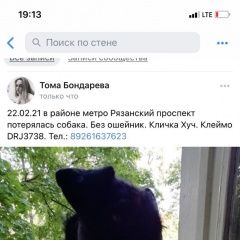 Подробнее об объявлении «Пропала собака кобель сбежал. Москва» Фото: пропала собака  «Пропала собака кобель сбежал. Москва» в г. Москва