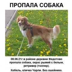Подробнее об объявлении «Лобня Пропала собака кобель розыск. чарли, мо, федотово» Фото: пропала собака  «Лобня Пропала собака кобель розыск. чарли, мо,...» в г. Лобня