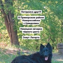 Подробнее об объявлении «Пропала собака Новороссийск» Фото: пропала собака Немецкая овчарка «Пропала собака Новороссийск» в г. Новороссийск