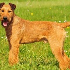 Подробнее об объявлении «Пропала собака кобель ирландский терьер Александровская» Фото: пропала собака Ирландский терьер «Пропала собака кобель ирландский терьер...» в г. Александровская